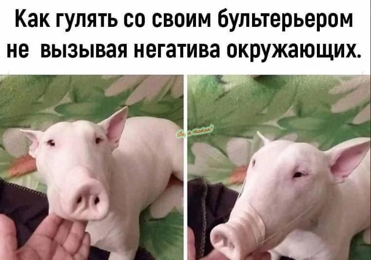 Как гулять со своим Бультерьером не вызывая негатива окружающих