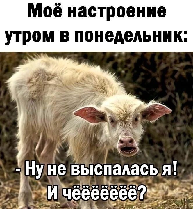 Моё настроение утром в понедельник