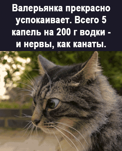 Валерьянка прекрасно успокаивает Всего 5 капель на 200 г водки и нервы как канаты г