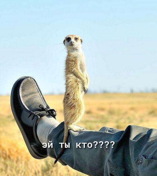 й ты кто