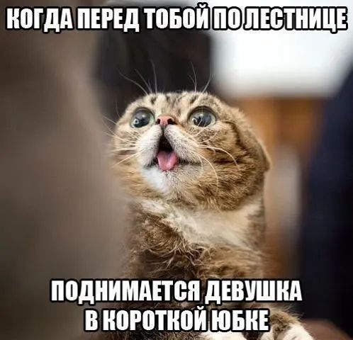 нпгдд пшд подиимднпцдівишнд ноготнощн А