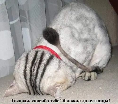 Господи спясибо тебе Я цшил до пятницы