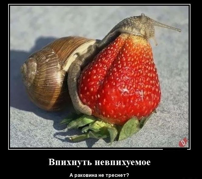 Впихнуть иевпихуемое А пив ии и ц