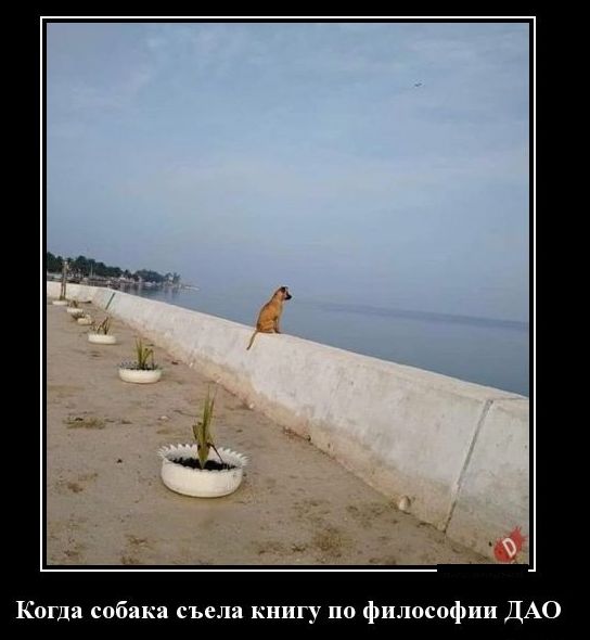 Когда собака съела книгу по философии ДАО