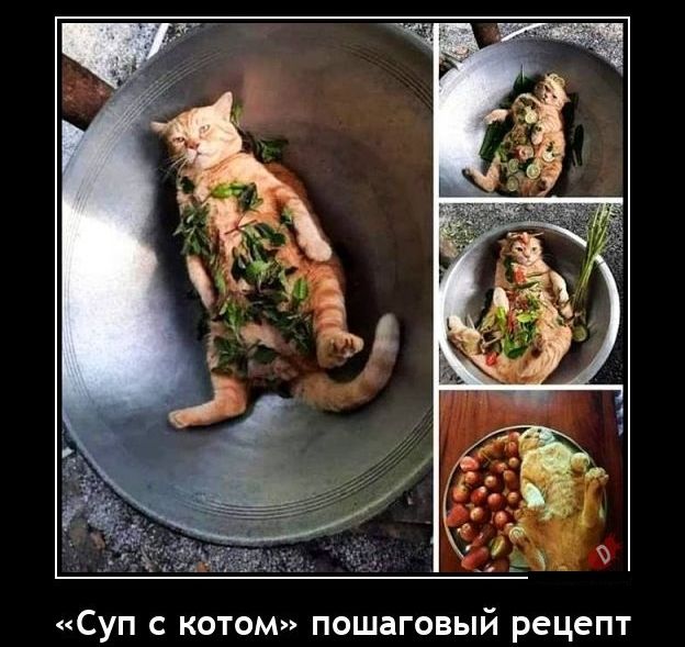 Суп с котом пошаговый рецепт