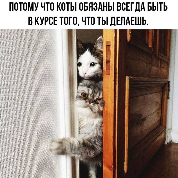 ПОТОМУ ЧТП КПТЫ ОБЯЗАНЫ ВСЕГДА БЫТЬ В КУРСЕ ТПГ0 ЧТО ТЫ ЦЕЛАЕШЬ