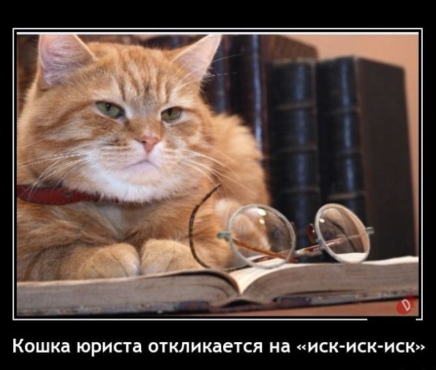 Кошка юриста откликается на иск иск иск