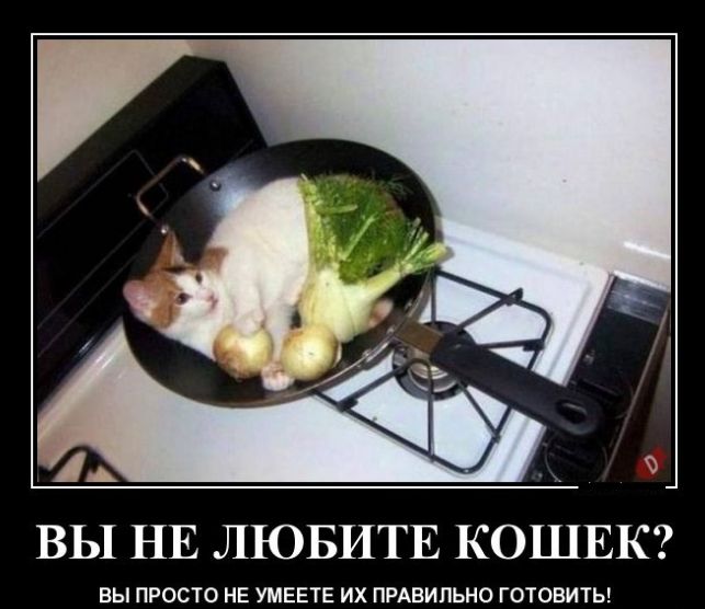А ВЫ НЕ ЛЮБИТЕ КОШЕК вы просто нЕ умееш их пвдвипьно готовить
