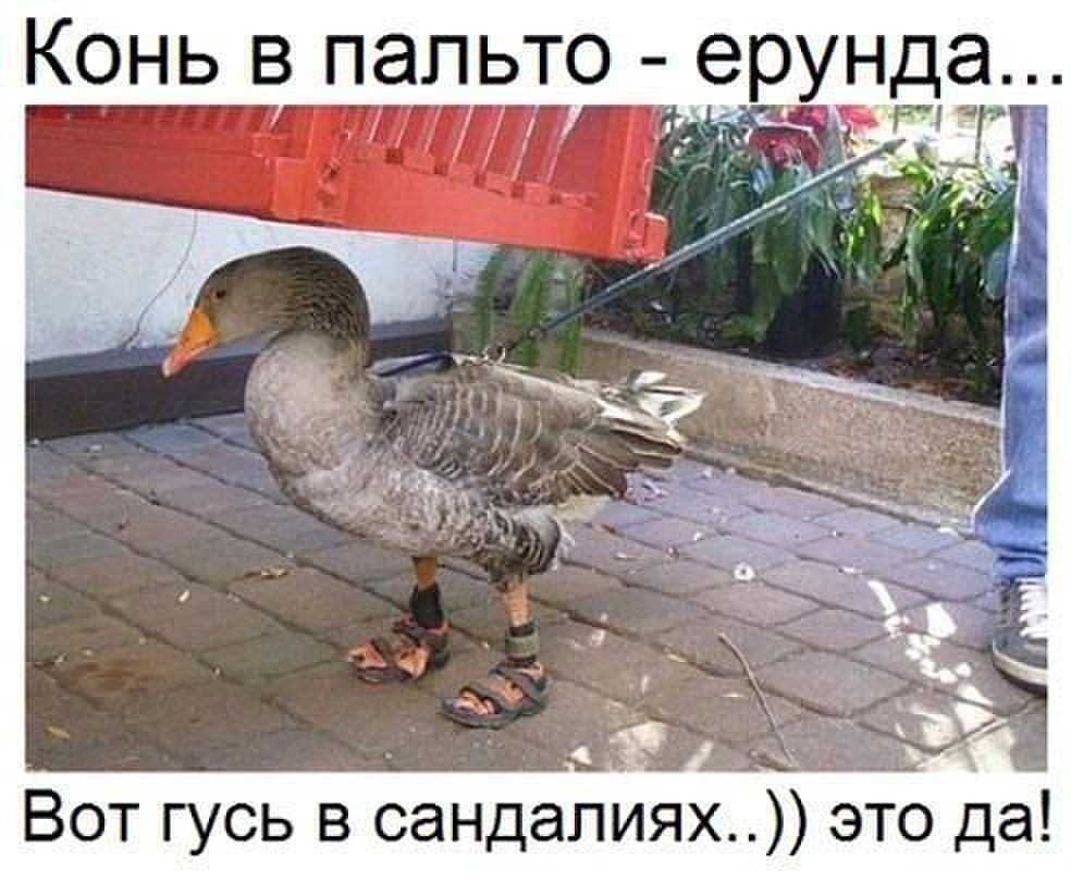 Конь в пальто ерунда _ Р 7 Вот гусь в сандалиях это да