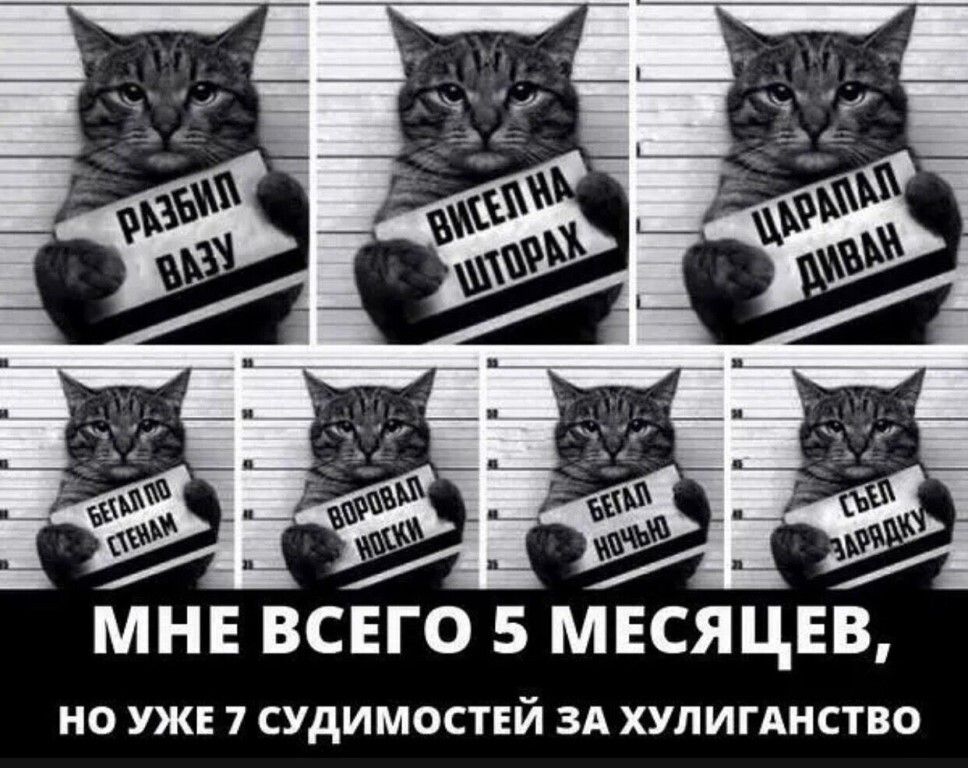 МНЕ ВСЕГО 5 МЕСЯЦЕВ НО УЖЕ 7 СУДИМОСТЕЙ ЗА ХУЛИГАНСТВО