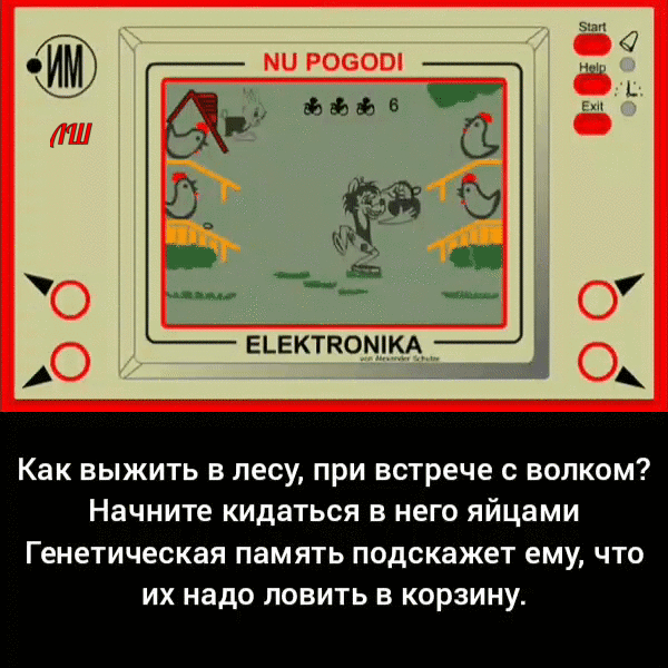 Как выжить в лесу, при встрече с волком? Начните кидаться в него яйцами. Генетическая память подскажет ему, что их надо ловить в корзину.