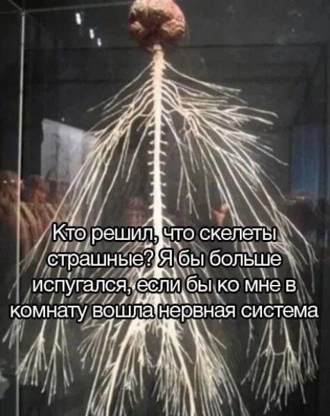 Кто решил, что скелеты страшные? Я бы больше испугался, если бы ко мне в комнату вошла нервная система