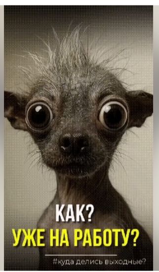 КАК? УЖЕ НА РАБОТУ? #куда делись выходные?