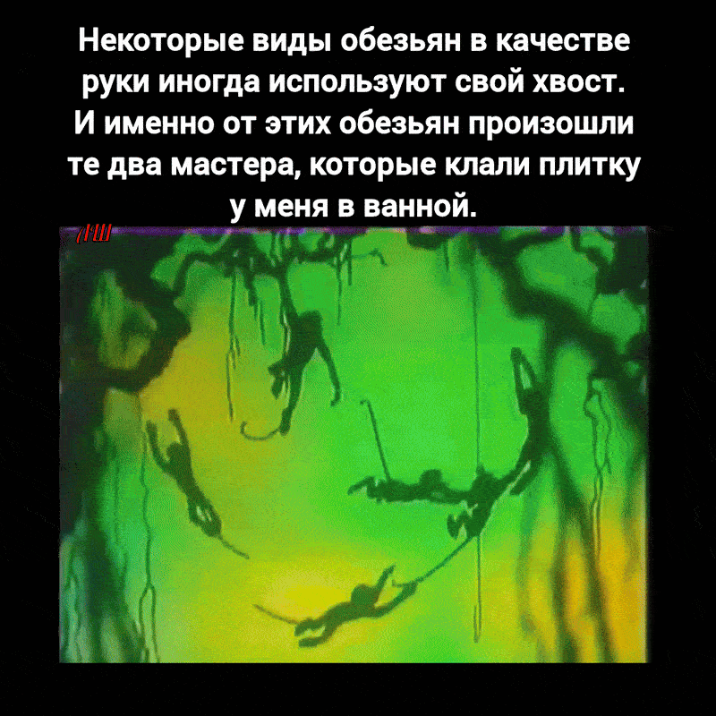 Некоторые виды обезьян в качестве руки иногда используют свой хвост. И именно от этих обезьян произошли те два мастера, которые клали плитку у меня в ванной.