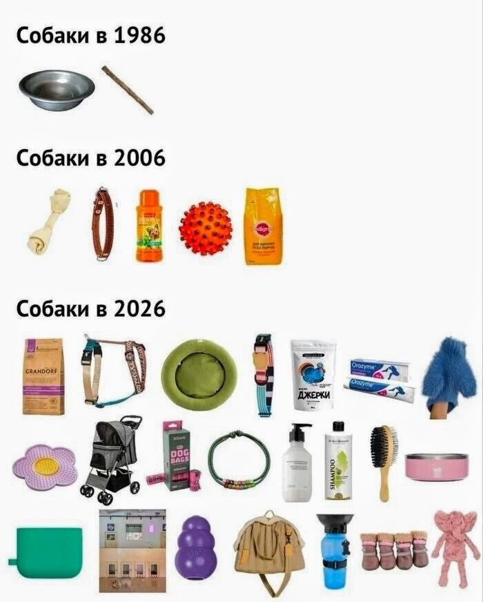 Собаки в 1986
Собаки в 2006
Собаки в 2026