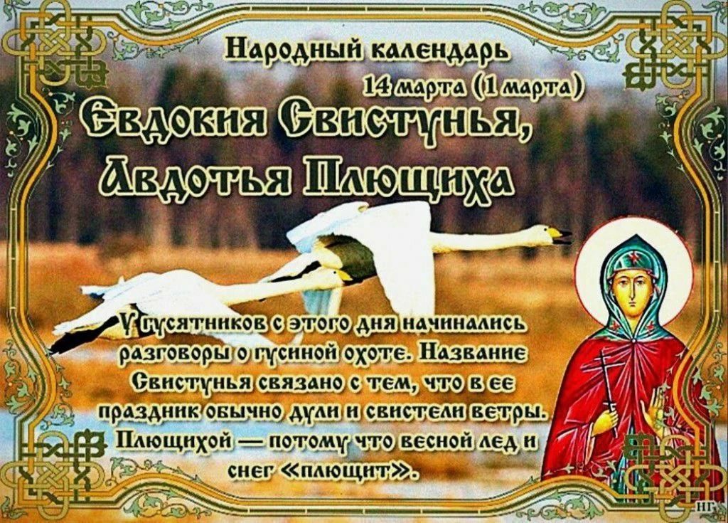 Народный календарь 14 марта (1 марта). Евдокия Святущья, Авдотья Плющиха. В усустников этого дня начинаются разговоры o гусиной охоте. Название Святущь связано с тем, что в её праздники обычно идут и системет ветел со снегом «плющится».