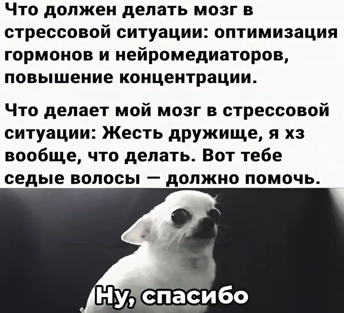 Что должен делать мозг в стрессовой ситуации: оптимизация гормонов и нейромедиаторов, повышение концентрации. Что делает мой мозг в стрессовой ситуации: Жесть дружище, я хз вообще, что делать. Вот тебе седые волосы — должно помочь. Ну, спасибо