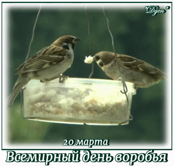 20 марта Всемирный день воробья Dgen