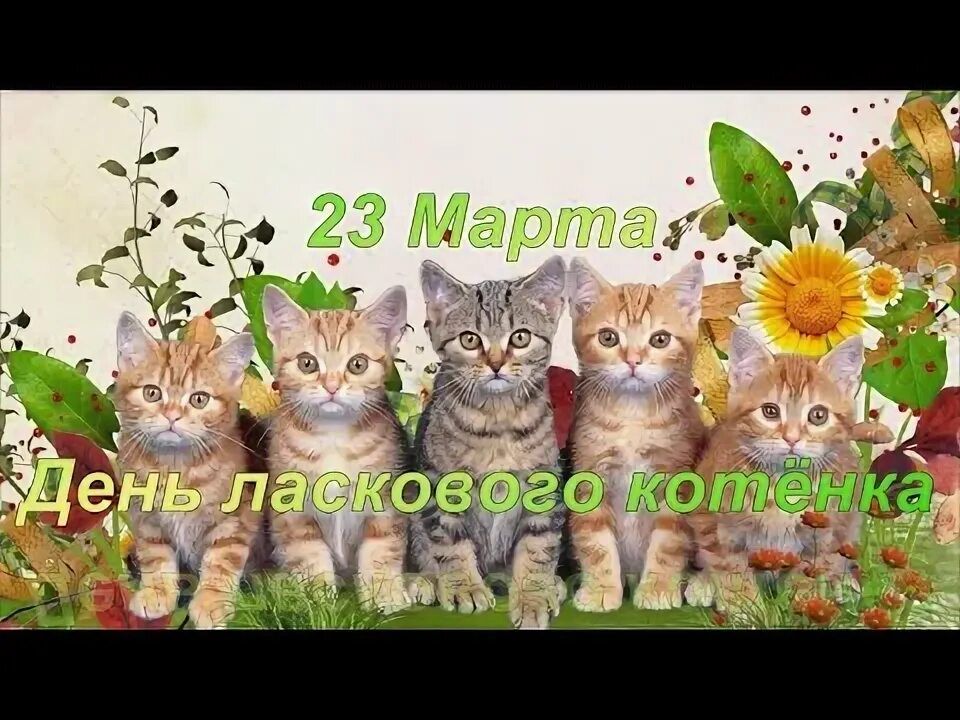 23 Марта День ласкового котенка