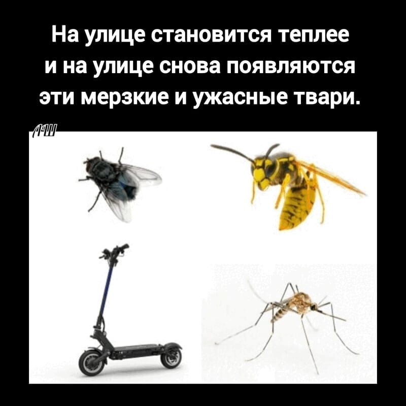На улице становится теплее и на улице снова появляются эти мерзкие и ужасные твари.