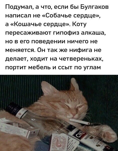 Подумал, а что, если бы Булгаков написал не «Собачье сердце», а «Кошачье сердце». Коту пересаживают гипофиз алкаша, но в его поведении ничего не меняется. Он так же нифига не делает, ходит на четвереньках, портит мебель и ссыт по углам