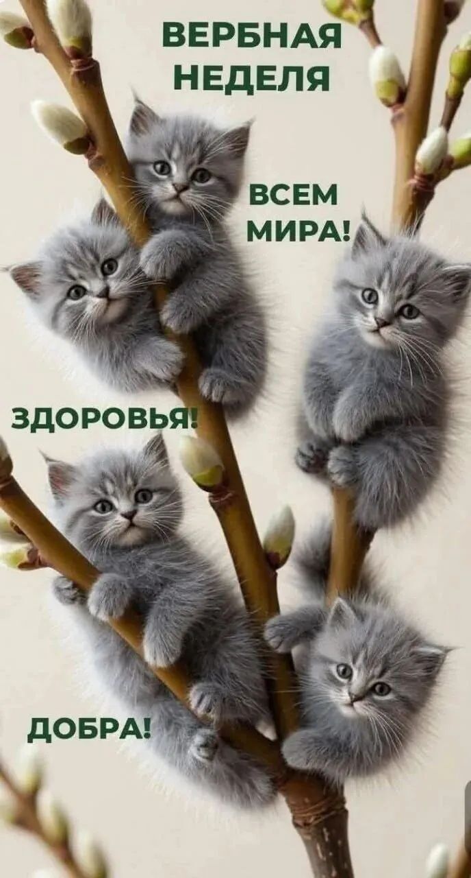 ВЕРБНАЯ НЕДЕЛЯ ВСЕМ МИРА! ЗДОРОВЬЯ! ДОБРА!