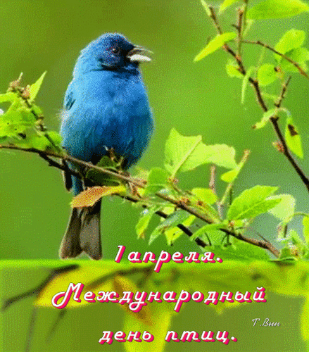 1 апреля. Международный день птиц. Т.Вин