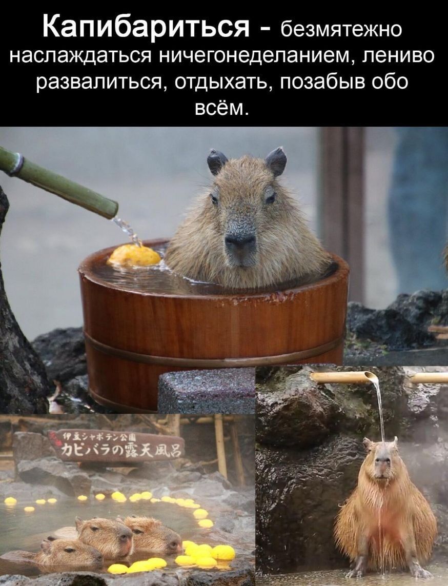 Капибариться - безмятежно наслаждаться ничегонеделанием, лениво развалиться, отдыхать, позабыв обо всём.