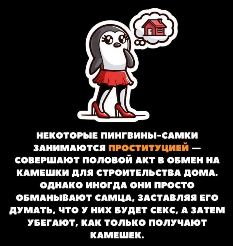 НЕКОТОРЫЕ ПИНГВИНЫ-САМКИ ЗАНИМАЮТСЯ ПРОСТИТУЦИЕЙ – СОВЕРШАЮТ ПОЛОВОЙ АКТ В ОБМЕН НА КАМЕШКИ ДЛЯ СТРОИТЕЛЬСТВА ДОМА. ОДНАКО ИНОГДА ОНИ ПРОСТО ОБМАНЫВАЮТ САМЦА, ЗАСТАВЛЯЯ ЕГО ДУМАТЬ, ЧТО У НИХ БУДЕТ СЕКС, А ЗАТЕМ УБЕГАЮТ, КАК ТОЛЬКО ПОЛУЧАЮТ КАМЕШЕК.