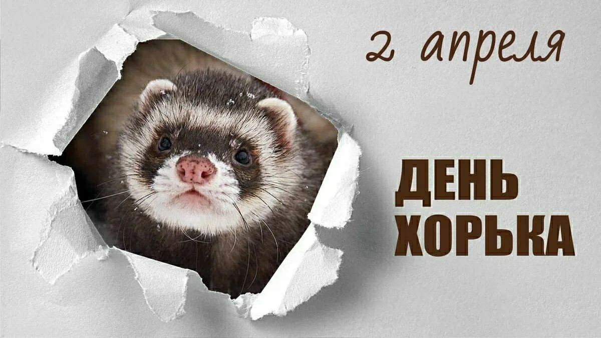 2 апреля ДЕНЬ ХОРЬКА