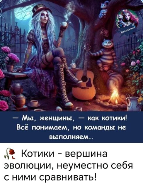 Мы, женщины, — как котики! Всё понимаем, но команды не выполняем... Котики – вершина эволюции, неуместно себя с ними сравнивать!