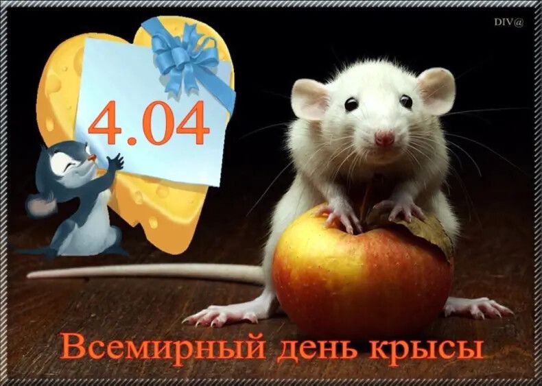 4.04 Всемирный день крысы