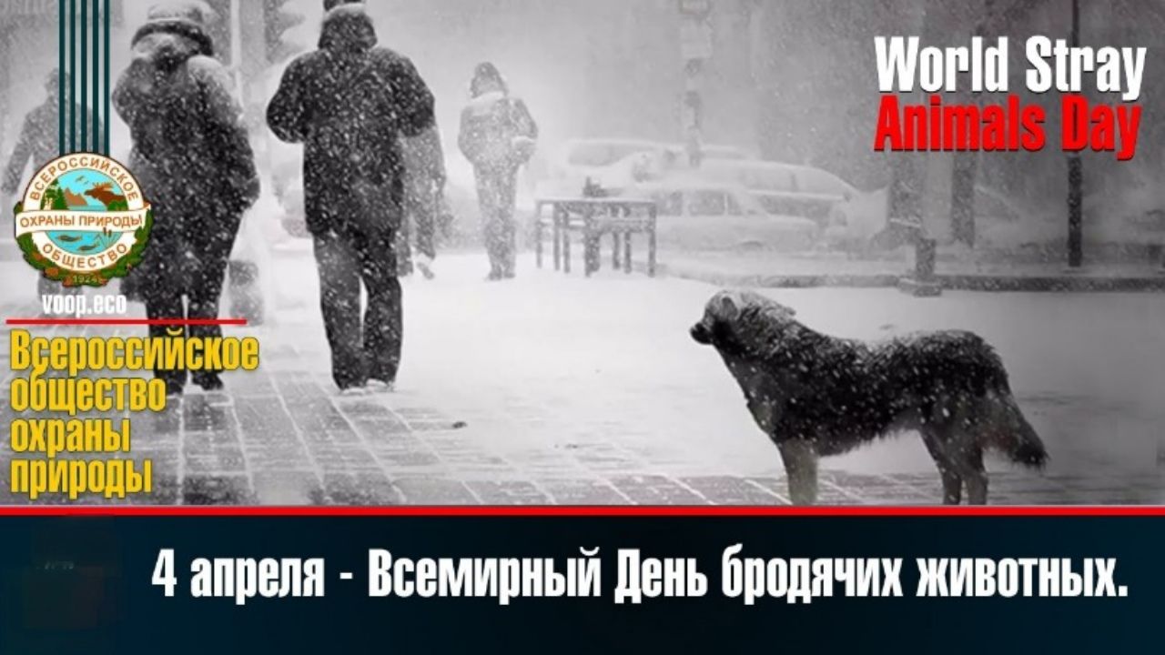 Всероссийское общество охраны природы voop.eco 1924 World Stray Animals Day 4 апреля - Всемирный День бродячих животных.