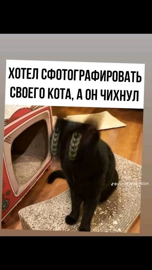 ХОТЕЛ СФОТПГРАФИРПВДТЬ СВОЕГО КОТА А ОН ЧИХНУЛ