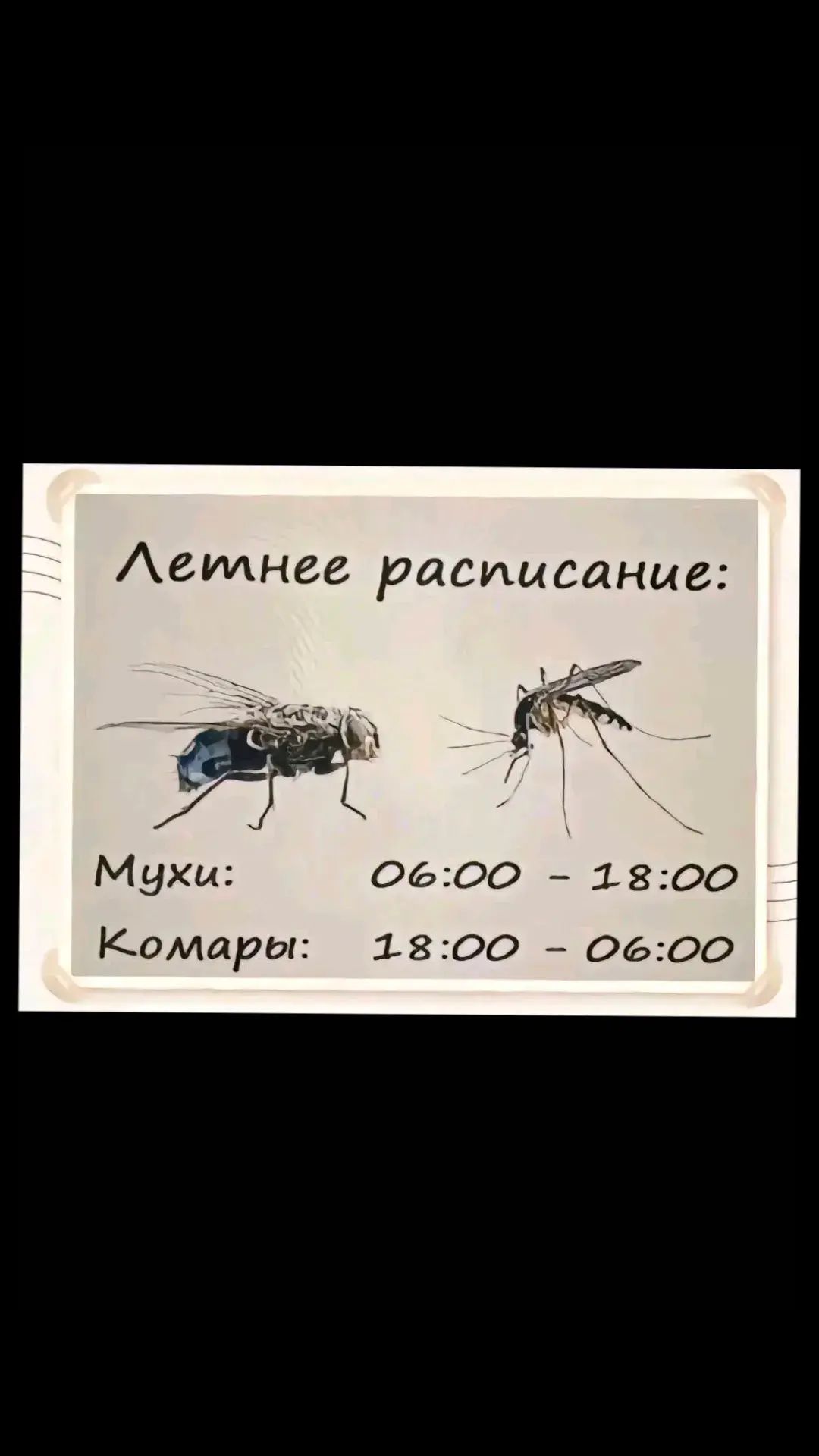 Аеиднее расписание Мухи 0600 1800 Комары 1800 0600