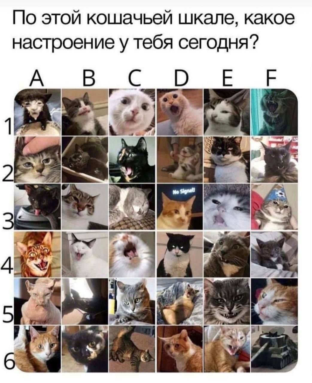 По этой кошачьей шкале какое настроение у тебя сегодня