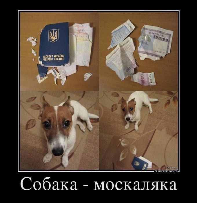 Собака москаляка