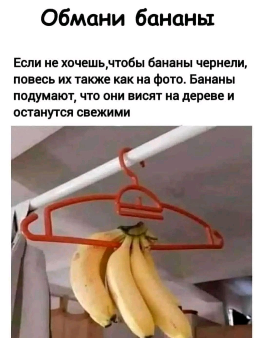 Обмани бананы Если не хочешь пабы бананы черныи понесь их таюке как на Фото Бананы ПОДУМЩОТ ЧТО ОНИ висят Ні дереве И остану гся свежими