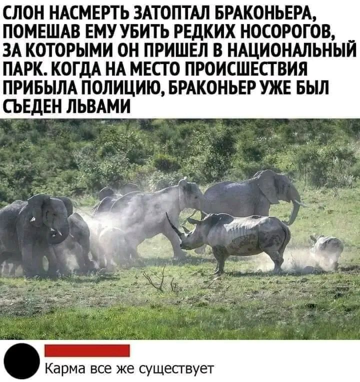 СЛОН НАСМЕРТЬ ЗАТОПТАЛ БРАКОНЬЕРА ПОМЕШАВ ЕМУ УБИТЬ РЕДКИХ НОСОРОГОВ ЗА КОТОРЫМИ ОИ ПРИШЕЛ В ИАЦИ0НМЬНЫИ ПАРК КОГДА НА МЕСТО ПРОИСШЕСТВИЯ ПРИБНЛА ПОЛИЦИЮ БРАКОНЬЕР УЖЕ БЫЛ СЪЕДЕН ЛЬВАМИ _ Карма все же существует