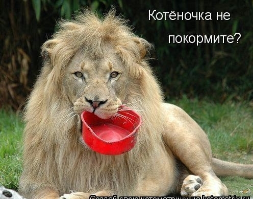 Котёночка не покормите