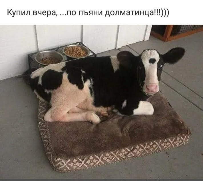 Купил вчера по пьяни долматинца