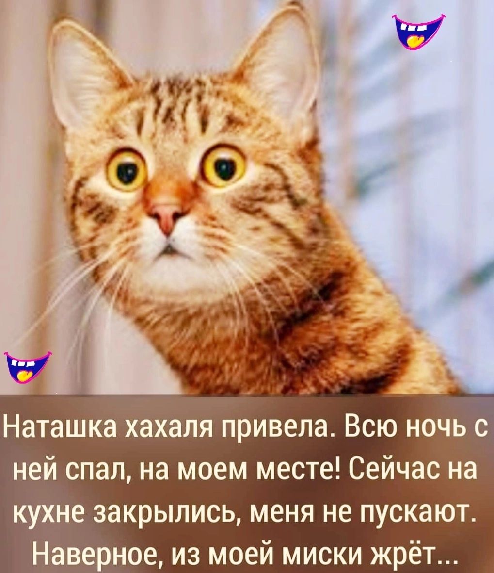 Наташка хахаля привела Всю ночь с ней спал на моем месте Сейчас на кухне закрылись меня не пускают Наверное из моей миски жрёт