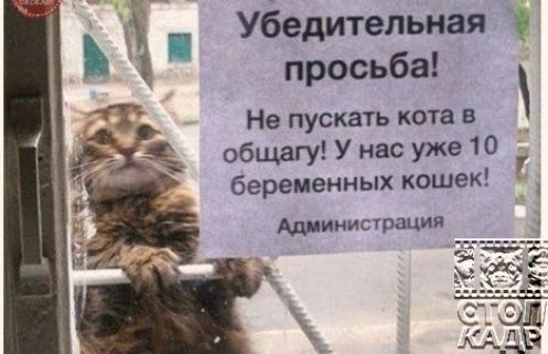 р Убедительная просьба Не пускать кота в общагу У нас уже 10 р беременных кошек Администрация