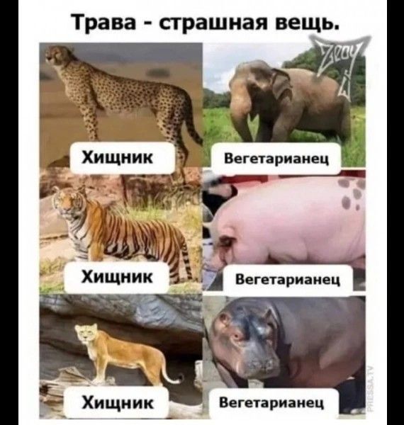 Трава - страшная вещь.

Хищник

Вегетарианец

Хищник

Вегетарианец

Хищник

Вегетарианец