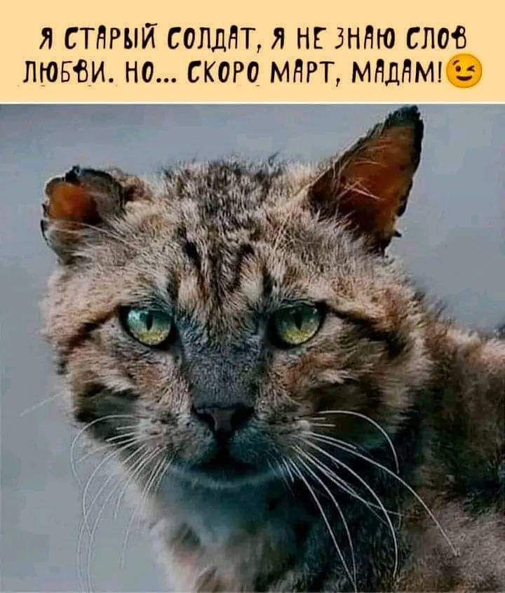 Я старый солдат, я не знаю слов любви. Но... скоро март, мадам!😉