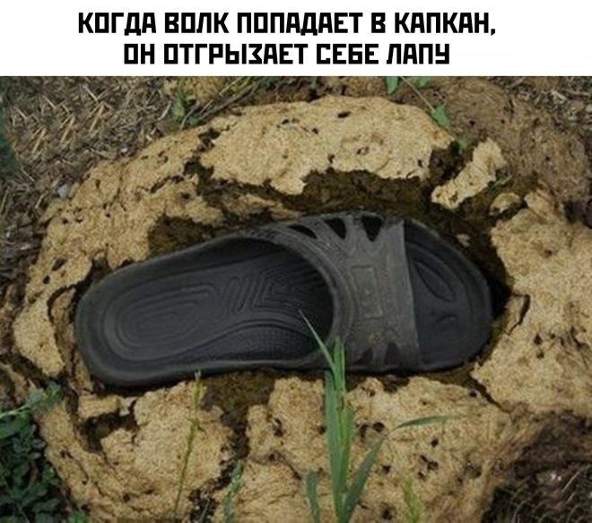 КОГДА ВОЛК ПОПАДАЕТ В КАПКАН, ОН ОТГРЫЗАЕТ СЕБЕ ЛАПУ