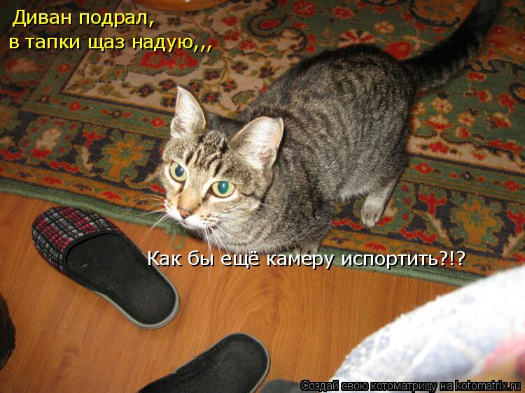 Диван подрап в тапки щаз надую
