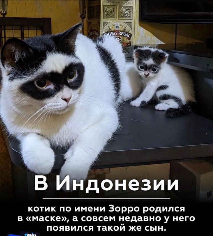 В Индонезии котик по имени Зорро родился в маске а совсем недавно у него появился такой же сын ___