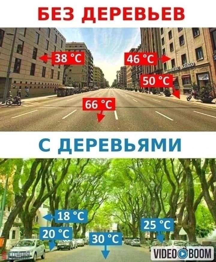 БЕЗ дЕРЕВЬЕВ