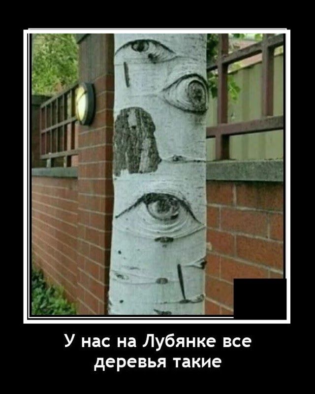 У нас на Лубянке все деревья такие